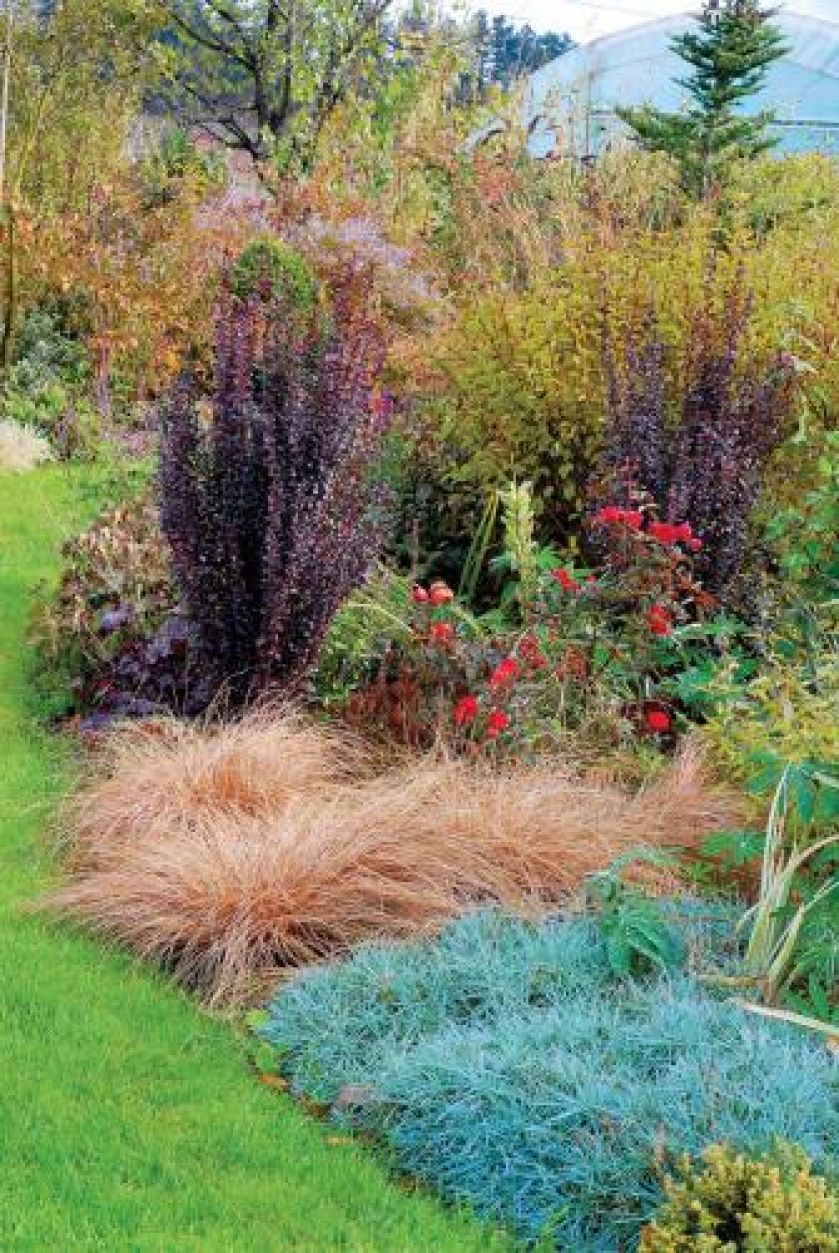 Goździk pierzasty w sąsiedztwie turzycy włoskiej Bronze . Obok berberys kolumnowy Red Rockets i kwitnąca róża Mutter .