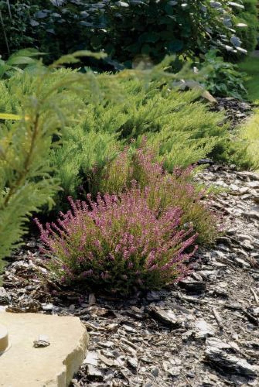 Ogród japoński. Kamień, oranżeria, ogród, rośliny, woda w ogrodzie, mostek, ogród japoński