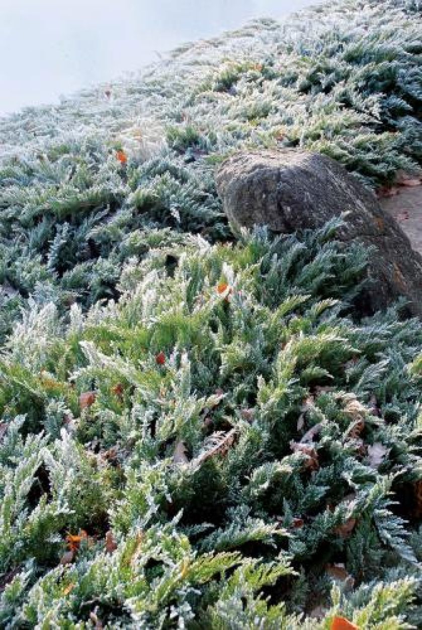 Ogród japoński pod śniegiem. Ogród japoński pod śniegiem