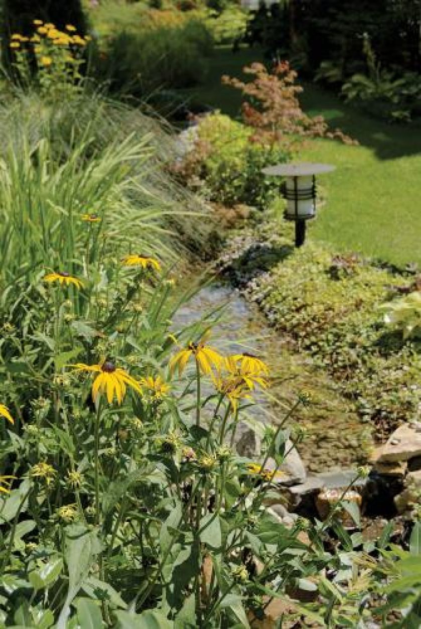Rudbekia w ogrodzie. Ogród nad Wilanówką