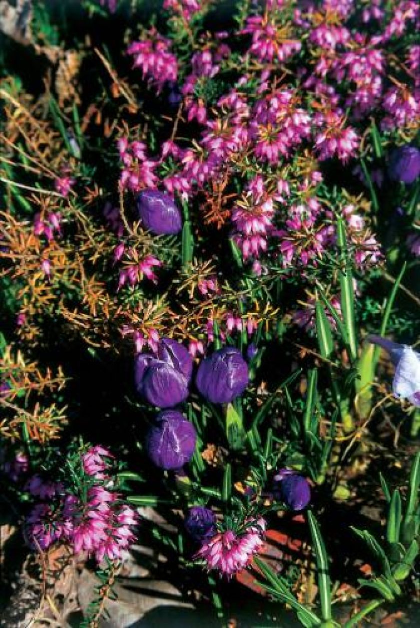 Wrzosy możemy sadzić z innymi roślinami