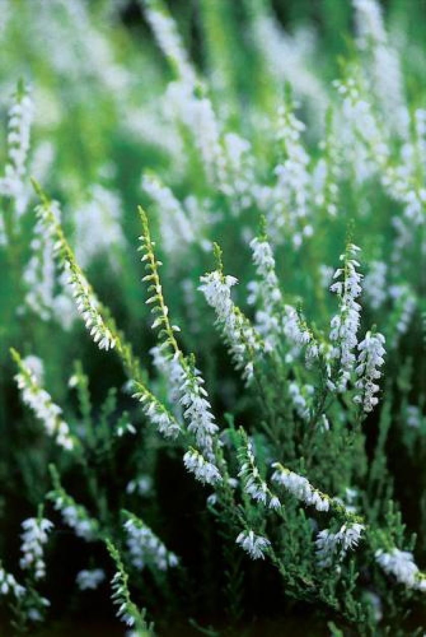 Wrzosy - choć ożywiają monotonny krajobraz, zapowiadają, niestety, pożegnanie lata. Jak je uprawiać?