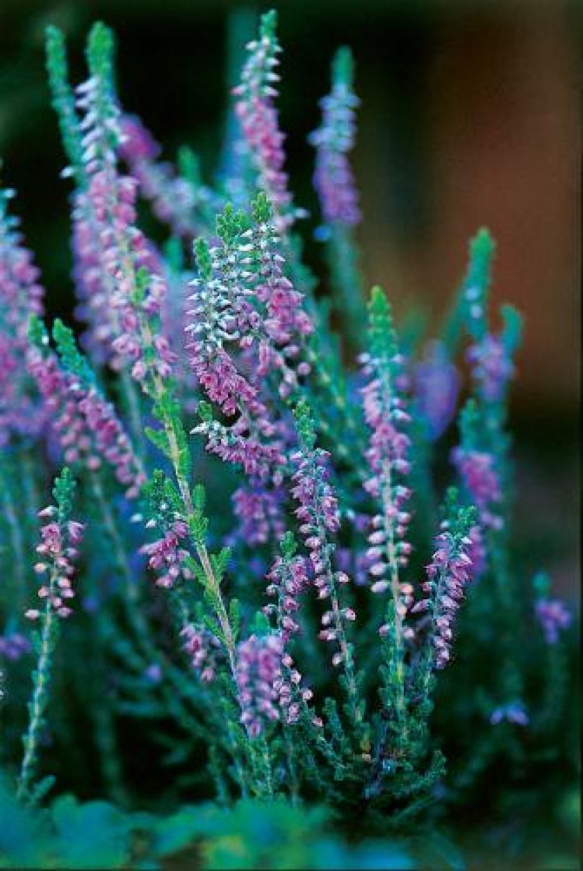 Jak uprawiać wrzosy?