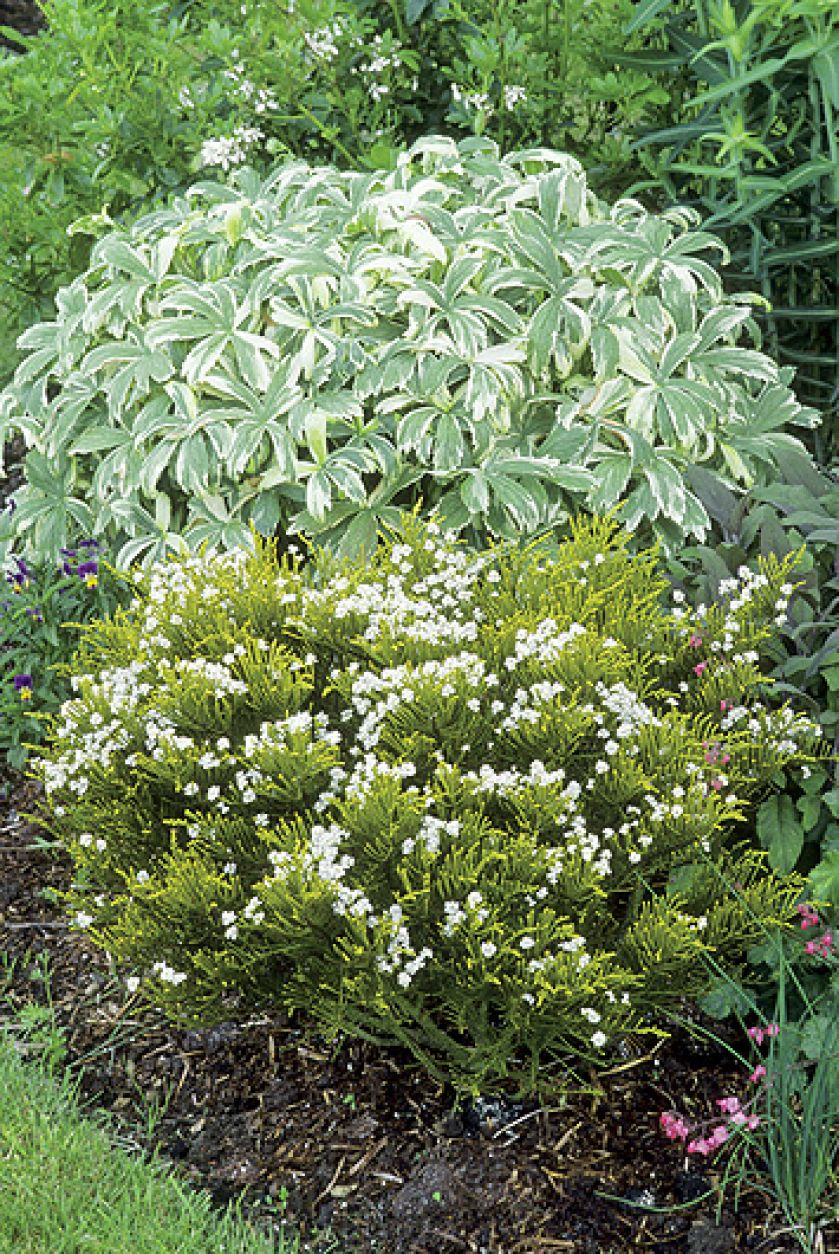 Krzew hebe. Hebe, hebe uprawa, krzew hebe, krzewy do ogrodu, krzewy ogrodowe, rośliny ogrodowe,