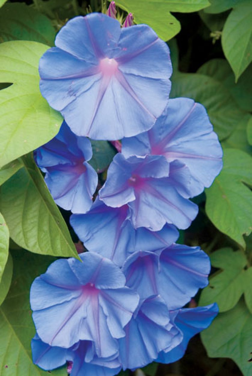 wilec kwiaty ogrodowe