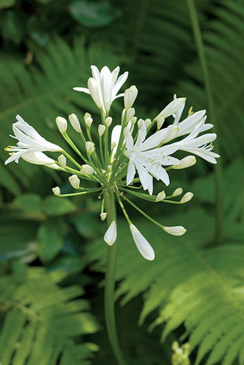 Gospodyni najbardziej lubi rośliny kwitnące w zimnych barwach, więc w ogrodzie dominują biel, fiolet, błękit i róż.