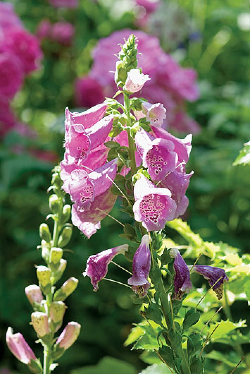 Gospodyni najbardziej lubi rośliny kwitnące w zimnych barwach, więc w ogrodzie dominują biel, fiolet, błękit i róż.