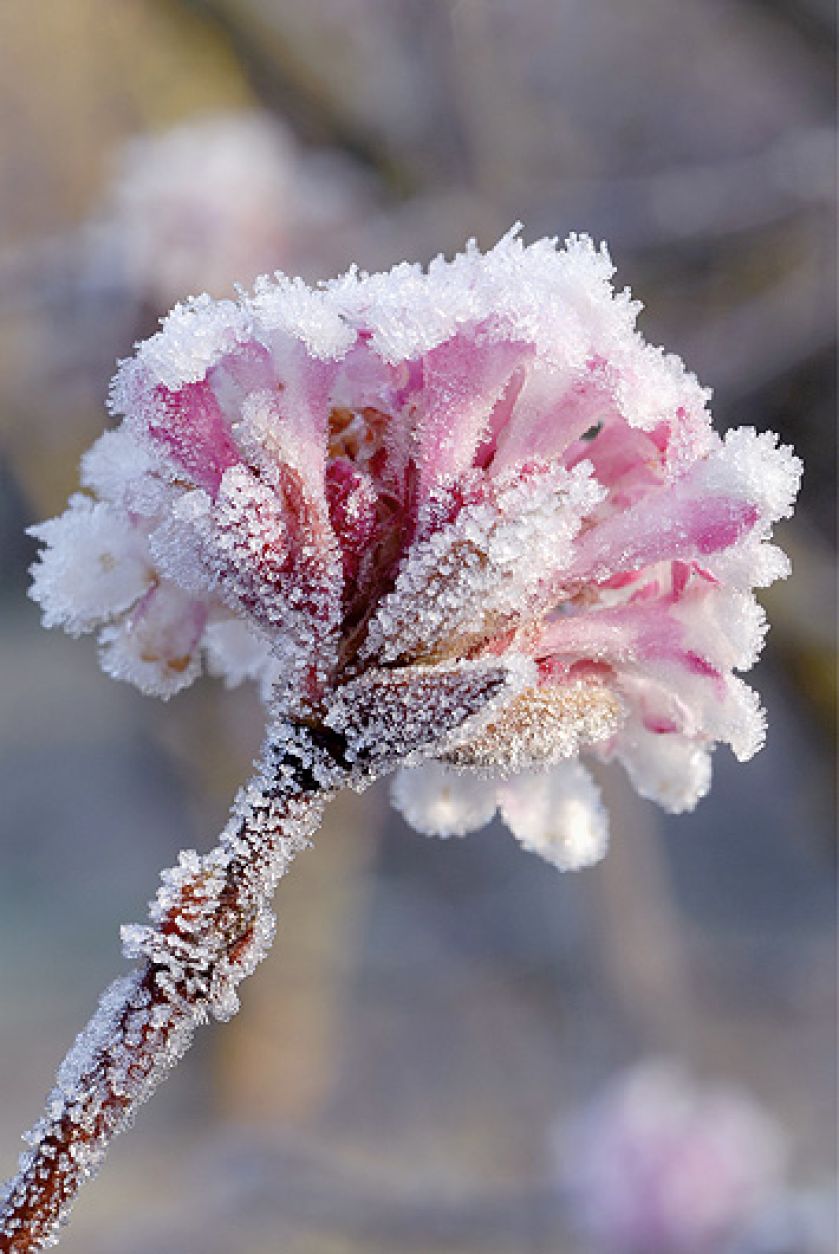 Kalina wonna kwitnie pierwsza