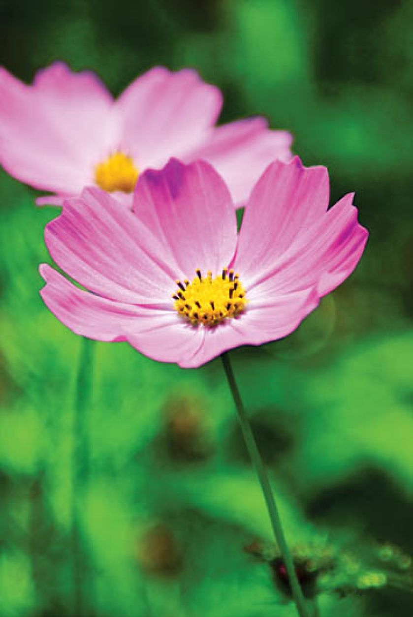 Kosmos ma płatki o perfekcyjnym kształcie symetrycznie ułożone wokół przypominającego Słońce środka.