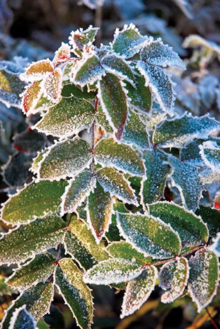 Mahonia, mahonia pospolita, mahonia roślina, mahonia, mahonia jak uprawiać, jak wygląda mahonia