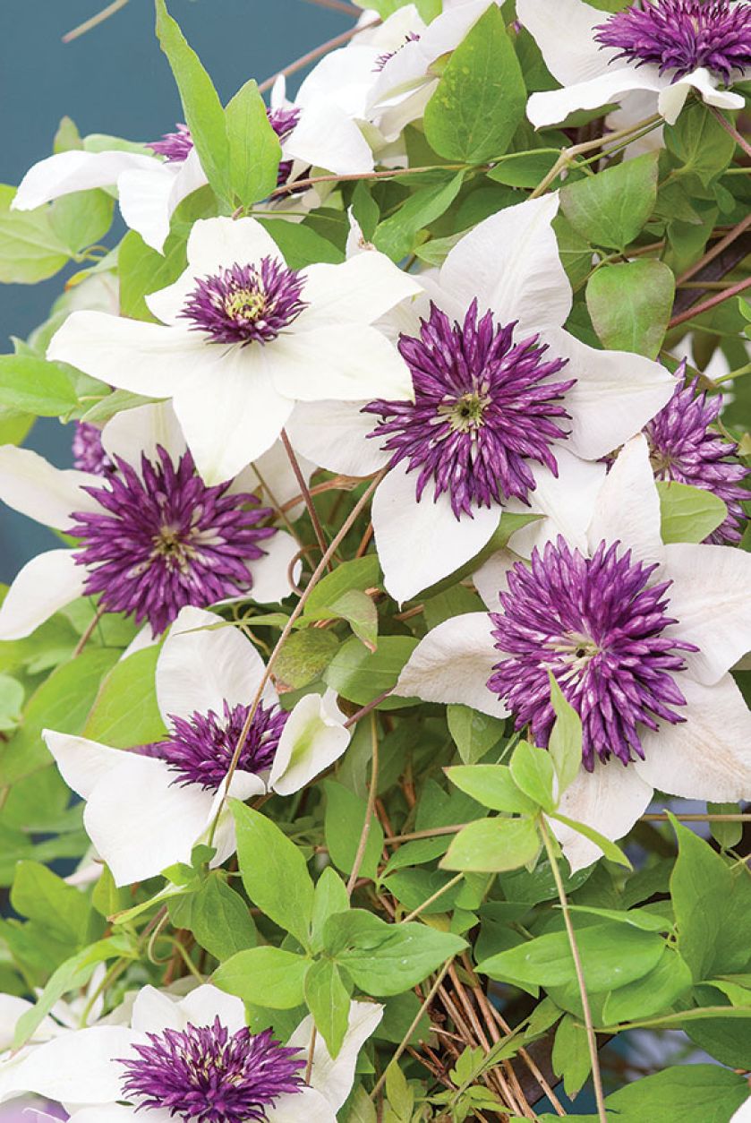 Powojnik kwiecisty Sieboldii. Czas na pnącza