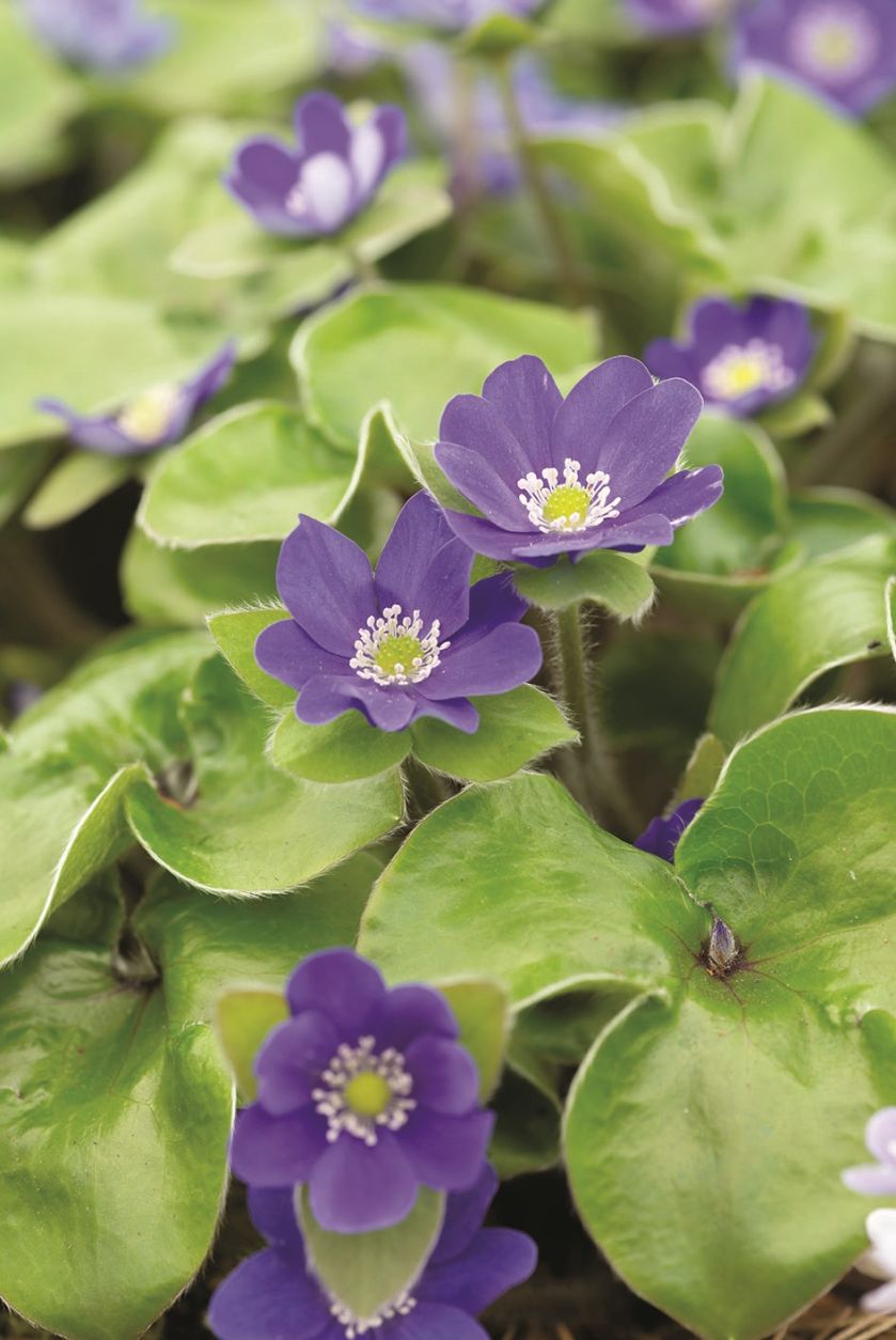 wiosenne kwiaty przylaszczki