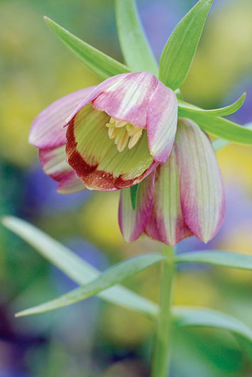 Szachownica - roślina do ogrodu
