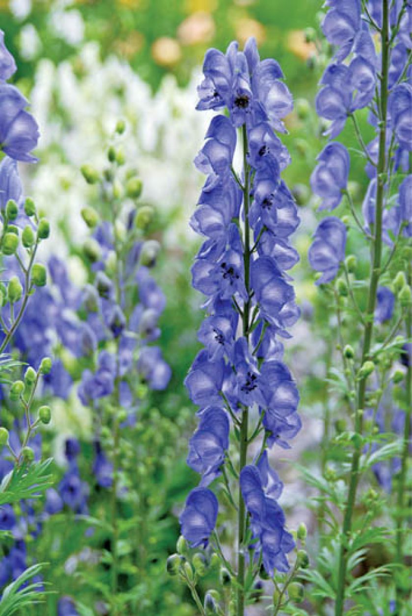 Tojad Aconitum