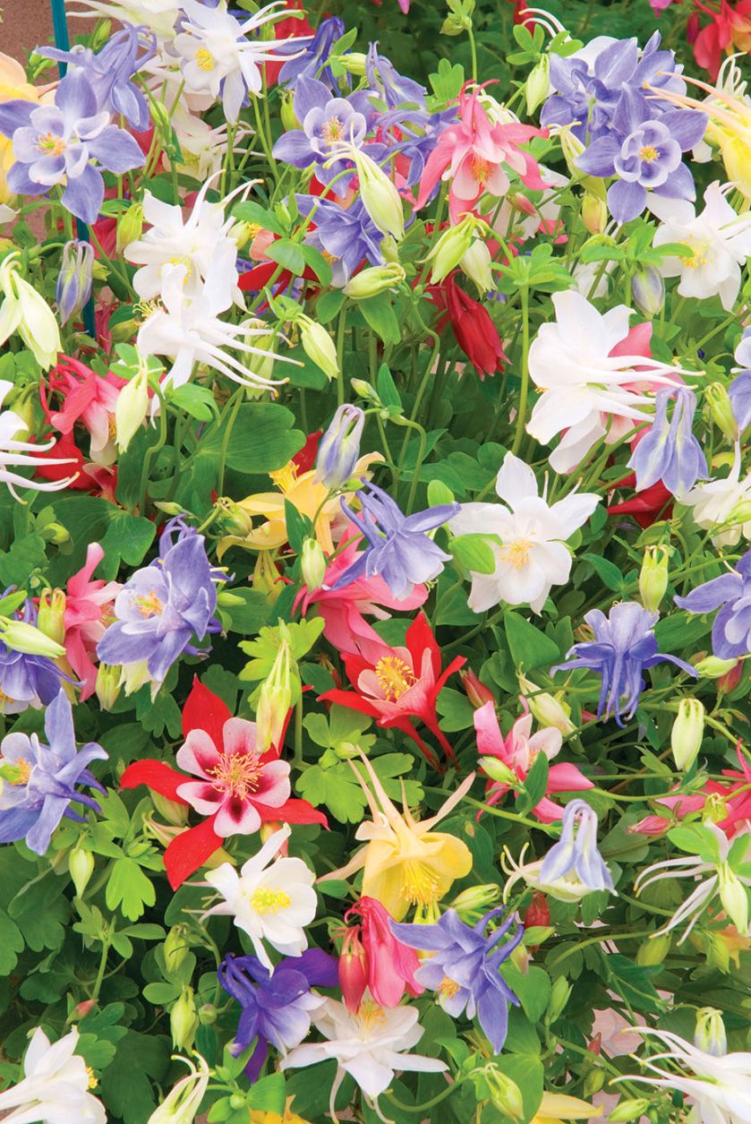 Orlik pospolity. Ogród w cieniu jak malowany