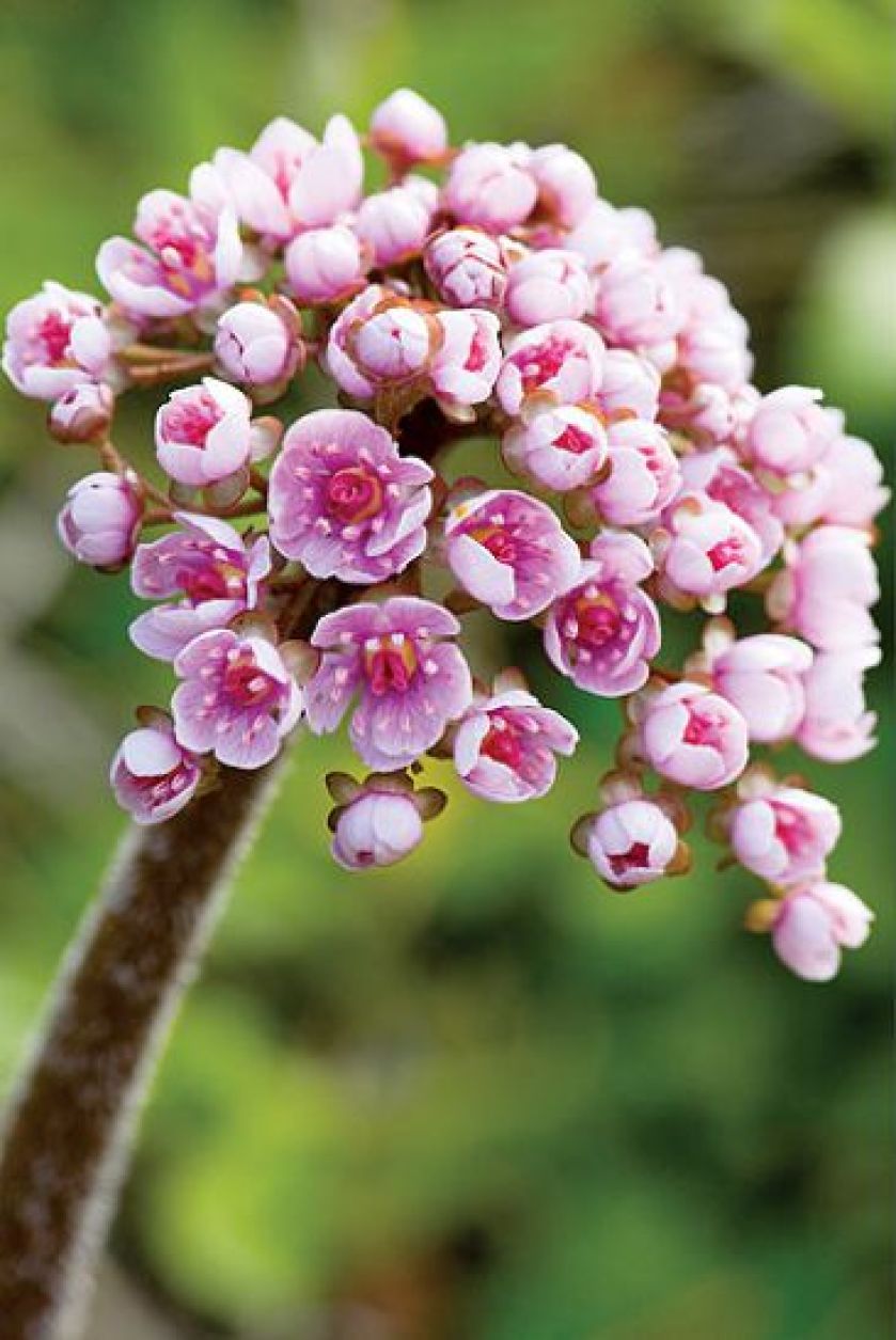 Wiosenne kwiaty w ogrodzie