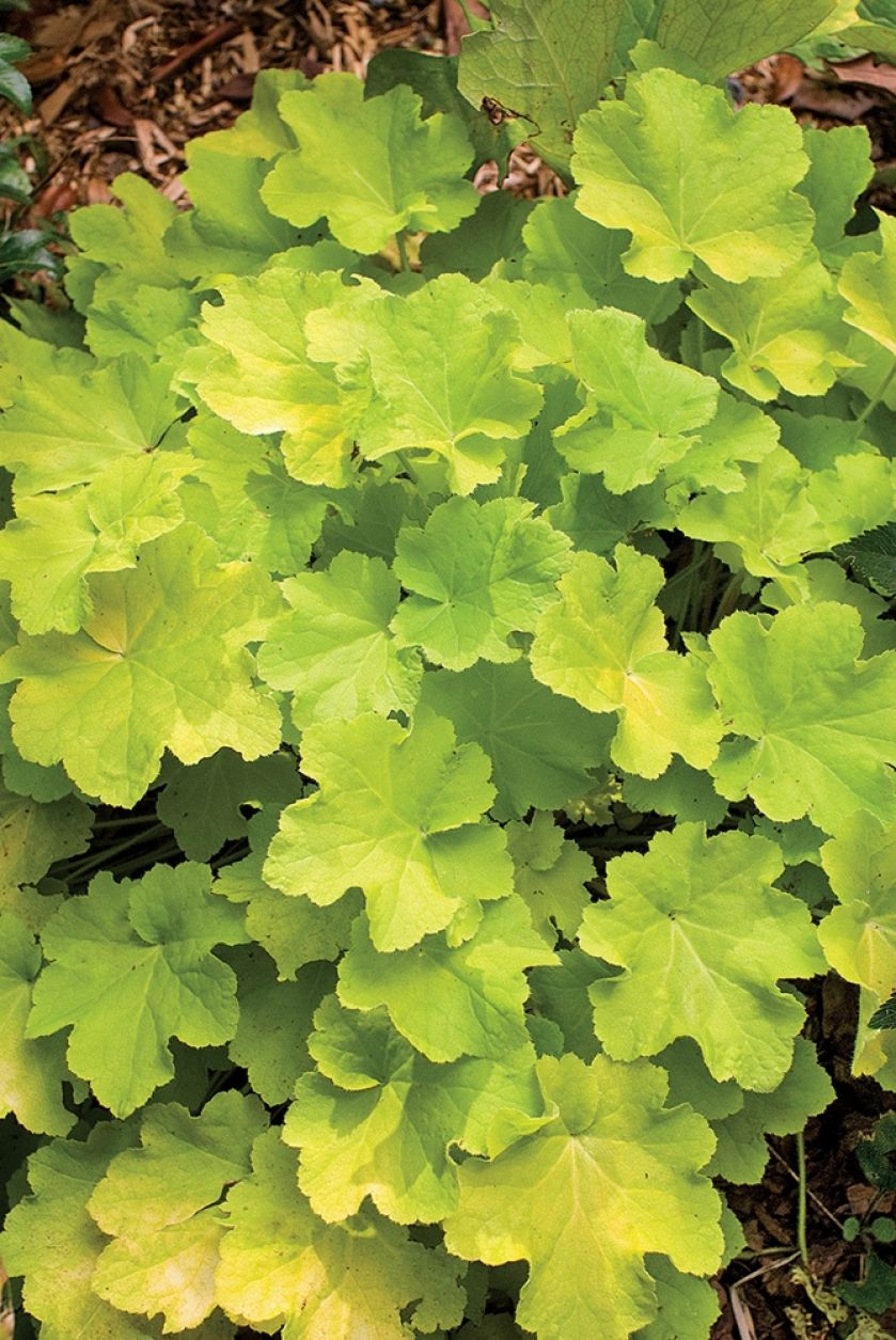 Żurawka 'Citronella'