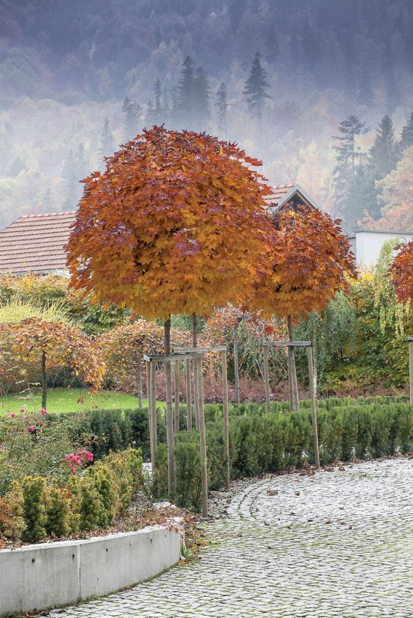 Przy wejściu do ogrodu witają nas czerwone klony, strzyżone cisy, kolorowe buki i żurawki. Jeszcze kwitną róże, które do