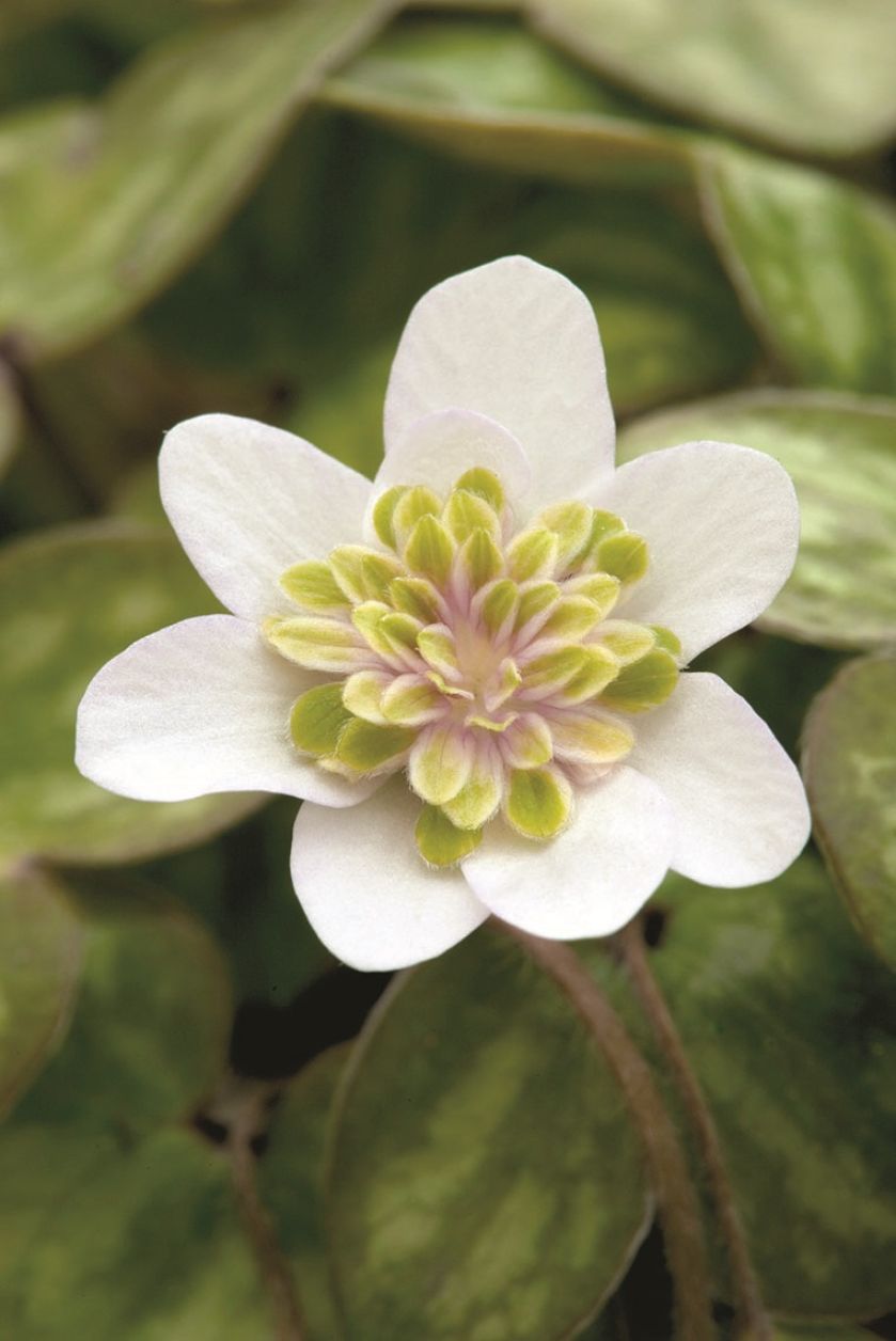 przylaszczki kiedy kwitną