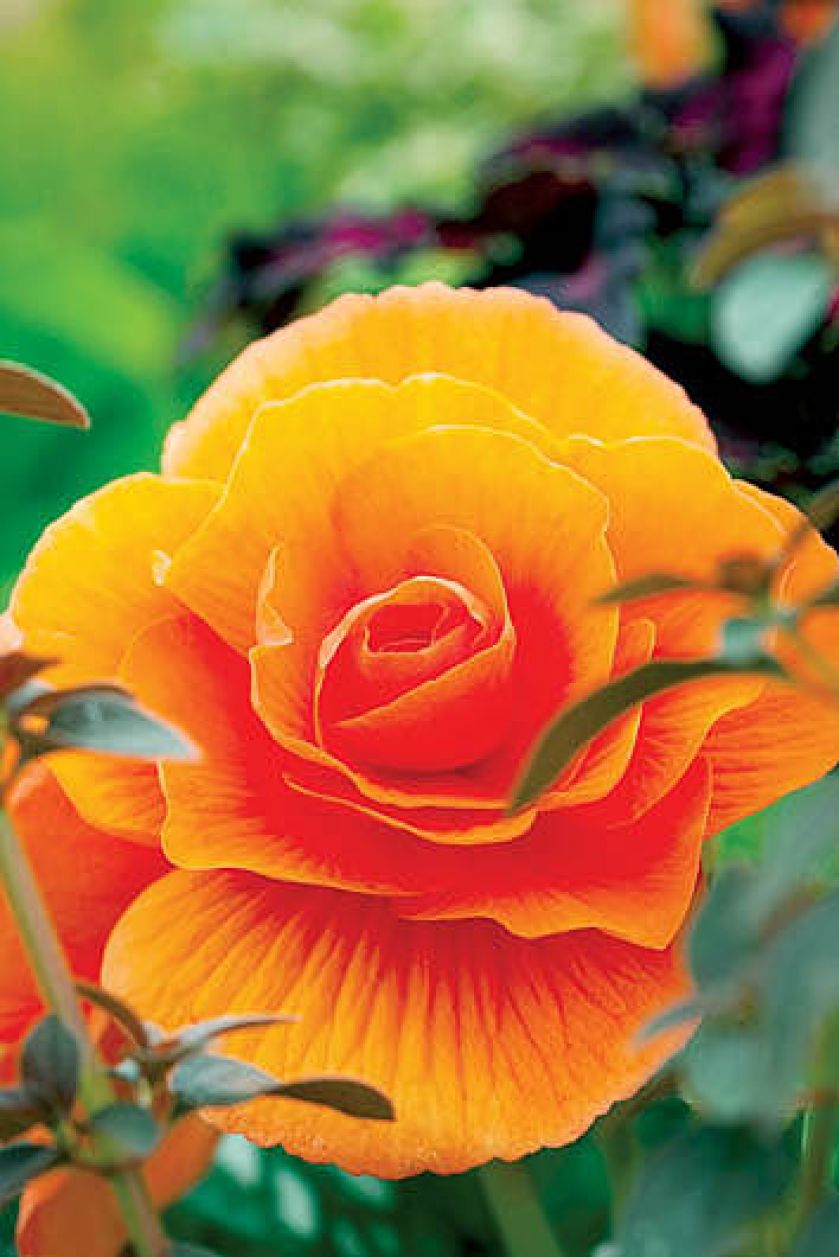 Begonia bulwiasta. Begonia - królowa zimy