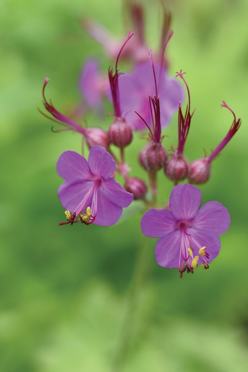 Bodziszek korzeniasty