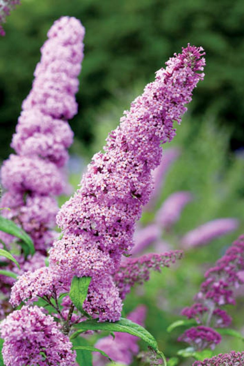 Najczęściej spotykane i chyba najwytrzymalsze są budleje o kwiatach jasnofioletowych