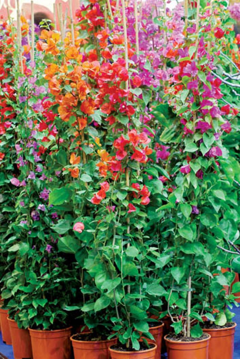 Bugenwilla zadziwia kolorami ? najczęściej intensywną purpurą - ale bywa także różowa, fioletowa, morelowa, pomarańczowa,