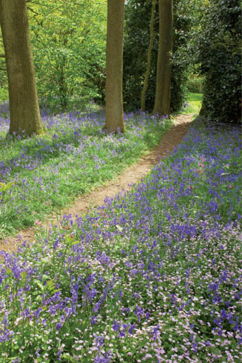 Codziennie ścieżką przechadza się stały mieszkaniec ogrodu - kot Clive, który strzeże rośliny przed ptakami.