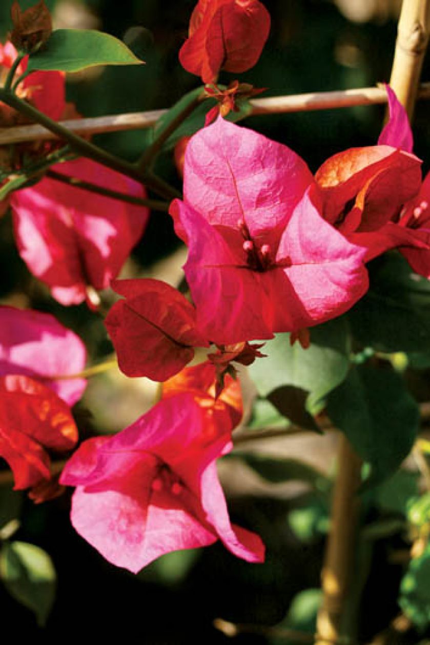 Dzięki haczykowatym kolcom na łodygach roślina potrafi piąć się po murach do wysokości kilku, a