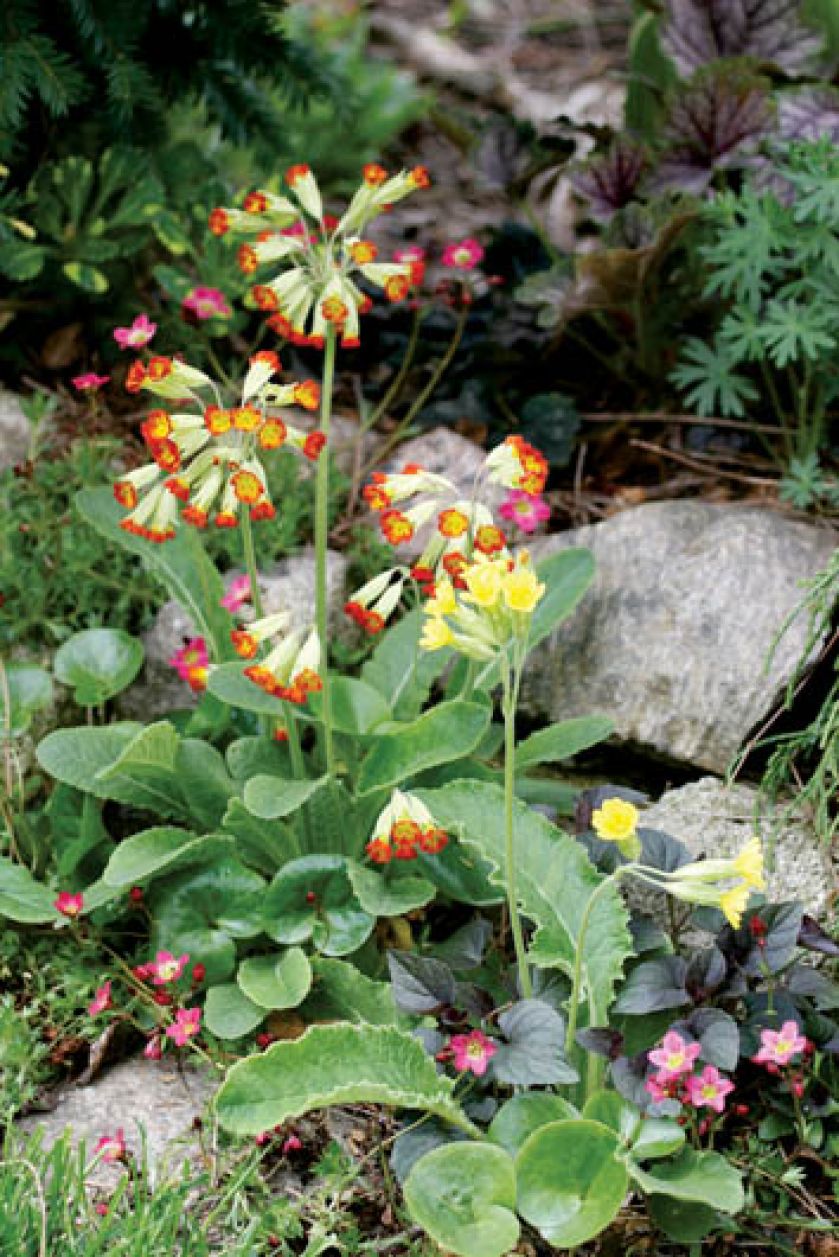 Dzięki prymulkom od razu zrobiło się radośniej.