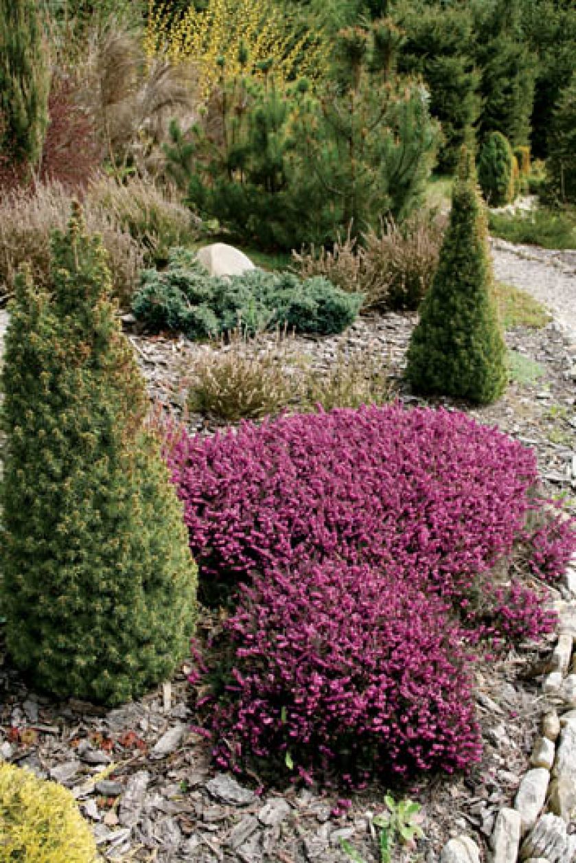 Gruba warstwa kory pod wrzoścami chroni rabaty przed chwastami.