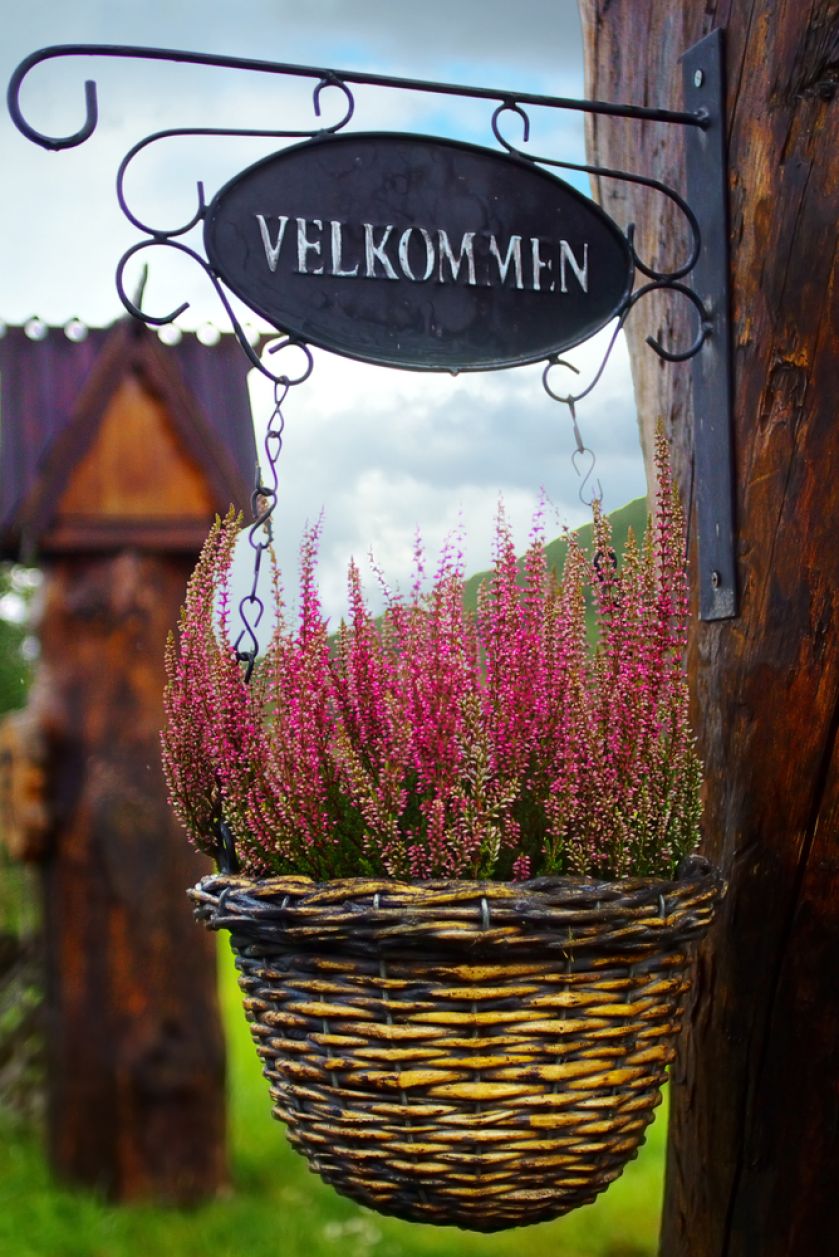 Jak zrobić jesienną dekorację z wrzosów? Wrzos posadzony w prowansalskiej doniczce nie bez powodu nazywany