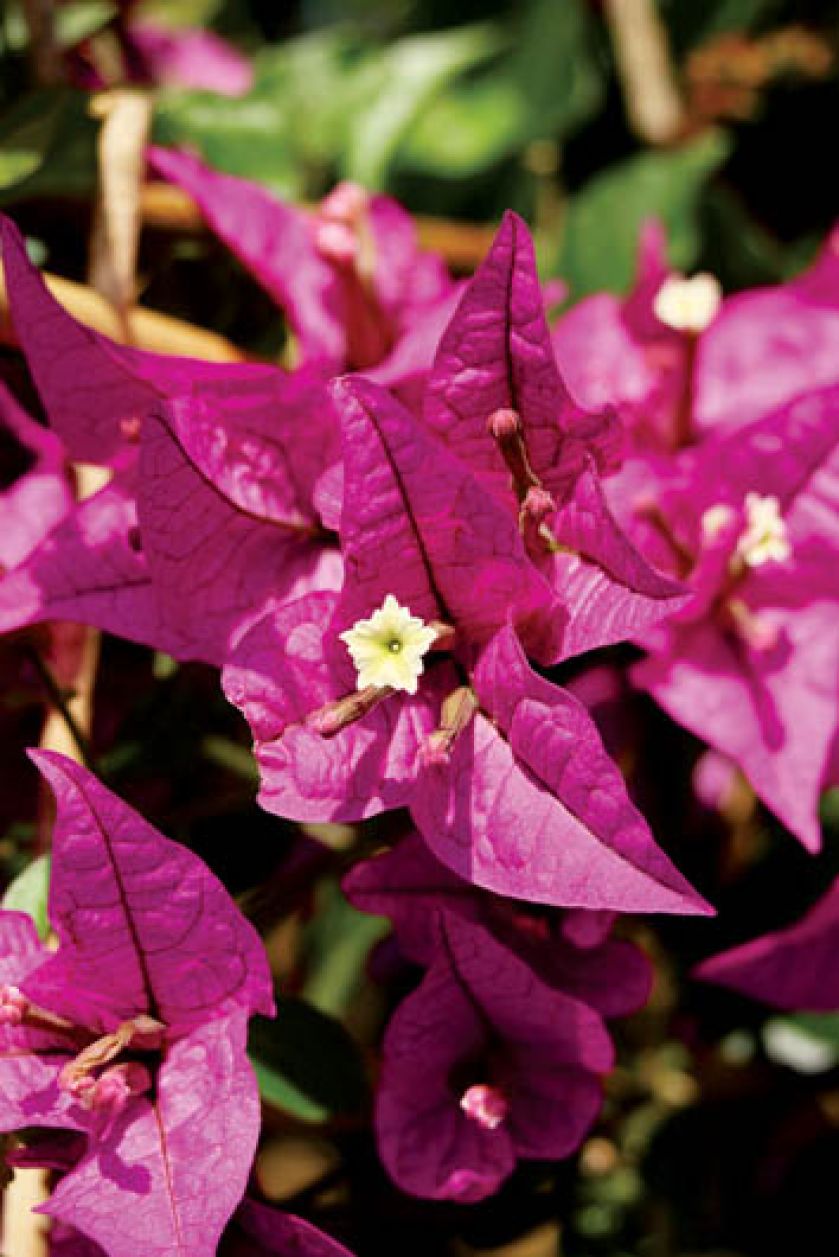 Jej domniemane kwiaty to rodzaj liści zwanych fachowo podkwiatkami. Prawdziwe kwiaty są zaś białawe i całkiem niepozorne.