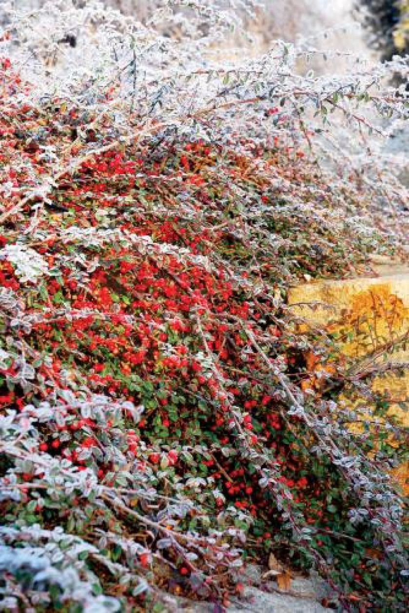 Kolorowe owoce. Ogród japoński pod śniegiem