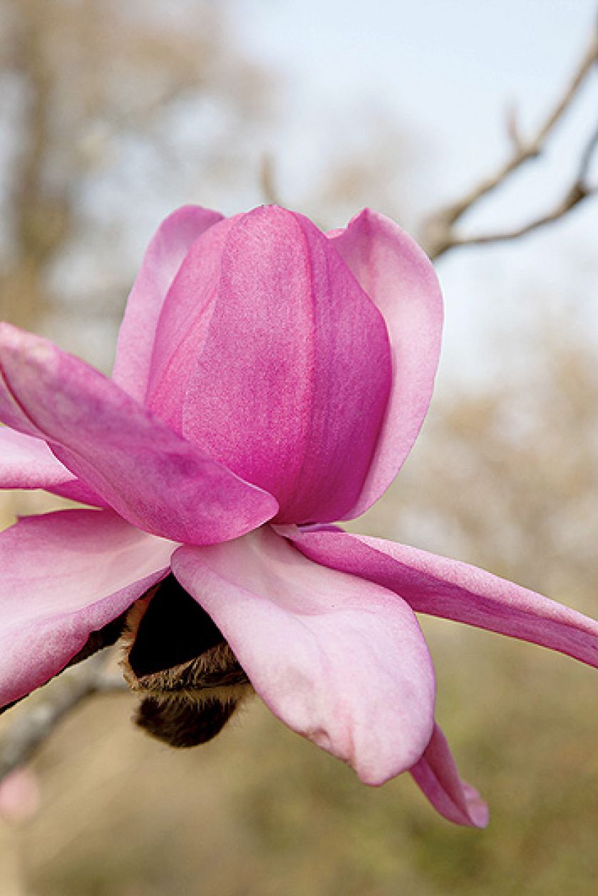 Magnoliami wiosna się zaczyna. Magnoliami wiosna się zaczyna