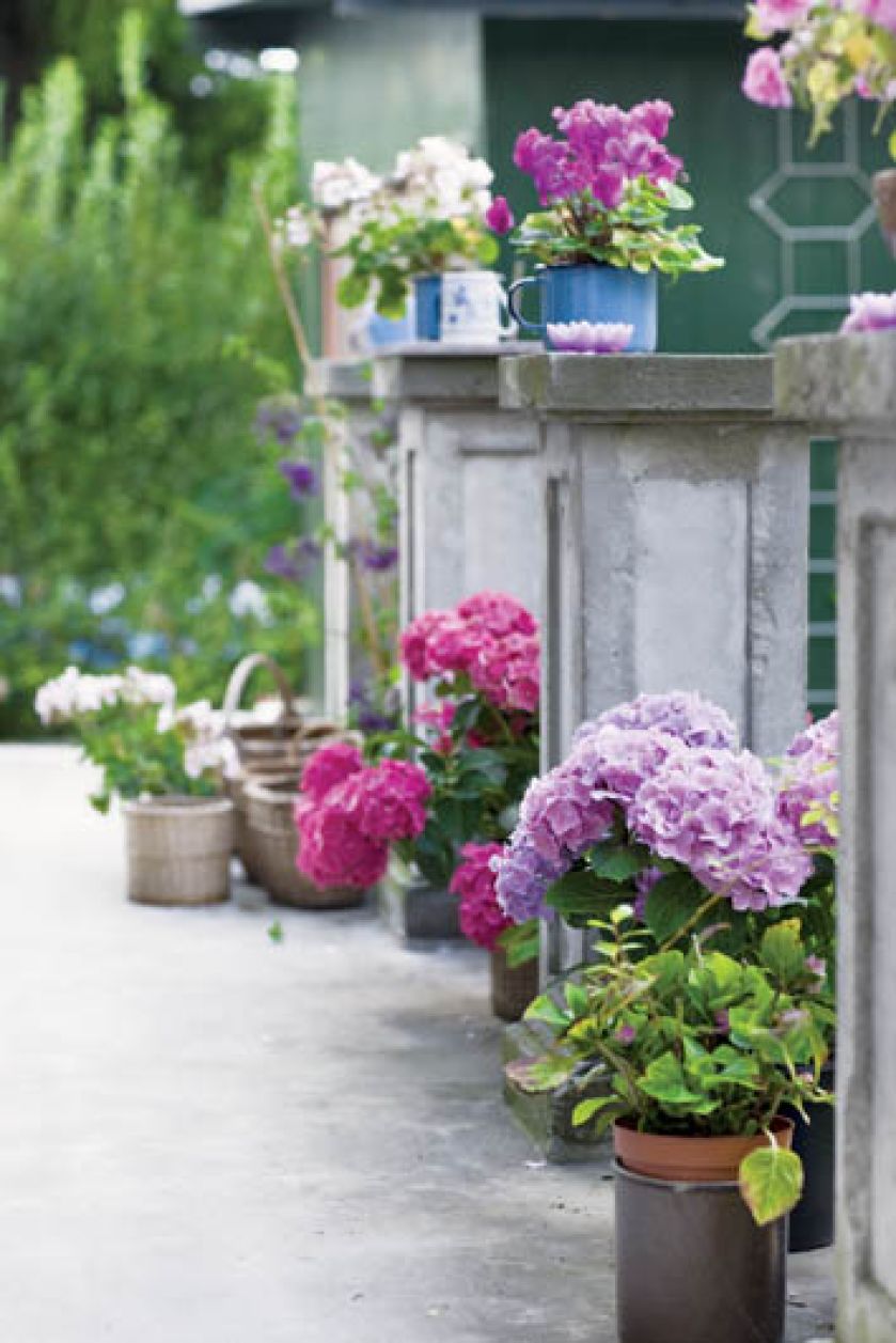 Na tarasie królują hortensje. Dworek wśród hortensji