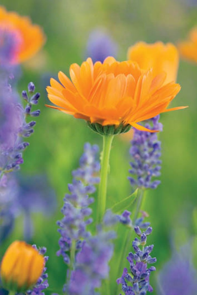 Nagietki pięknie wyglądają, zwłaszcza w większej grupie, zestawione z roślinami o niebieskich lub fioletowych kwiatach