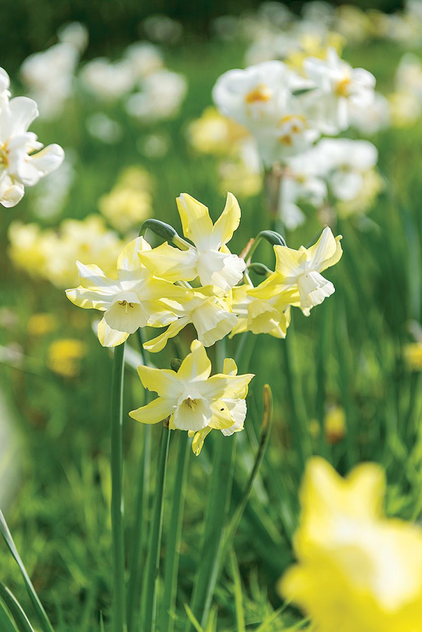 Narcyzy w ogrodzie