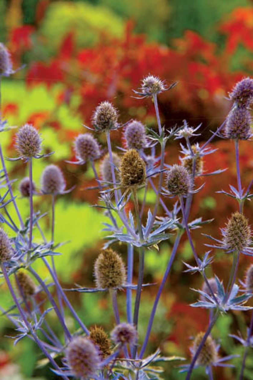 Ogród malowany jesienią. Ogród malowany jesienią