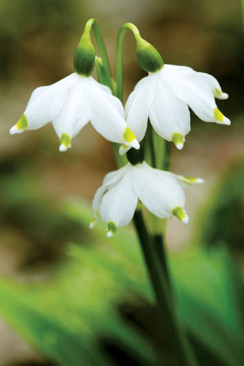 kiedy kwitną przebiśniegi