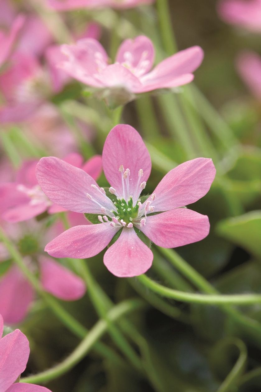 przylaszczka ogrodowa