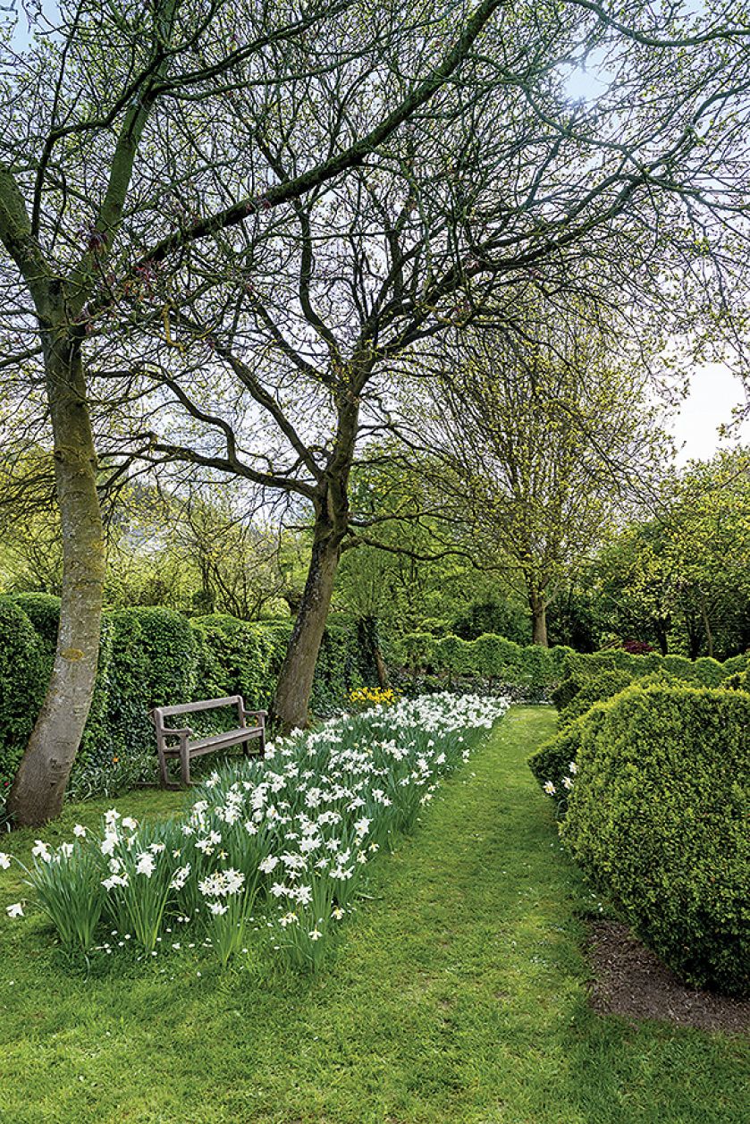 Przystrzyżone bukszpany są pięknym tłem dla wiosennych kwiatów. Na pierwszym planie narcyzy.