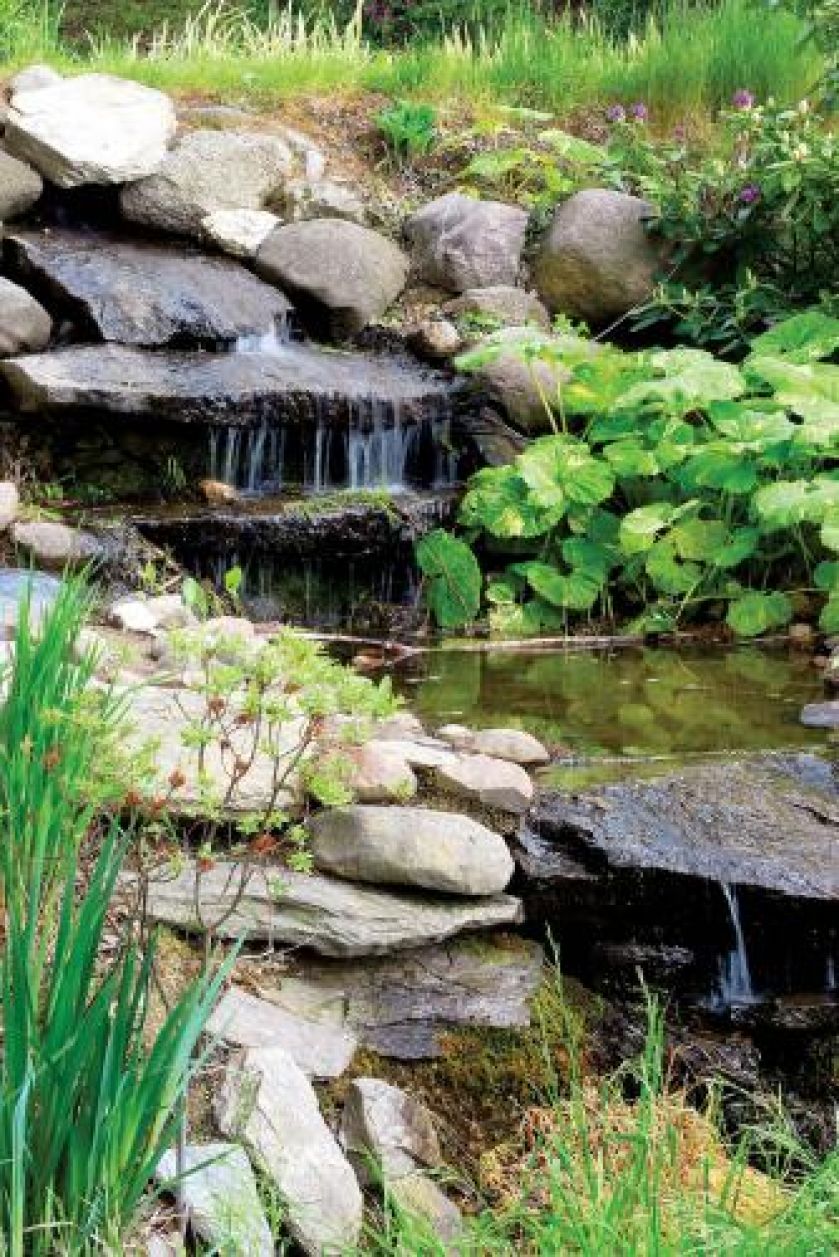 Rododendrony kochają wilgoć, doskonale czują się więc w pobliżu oczek wodnych.