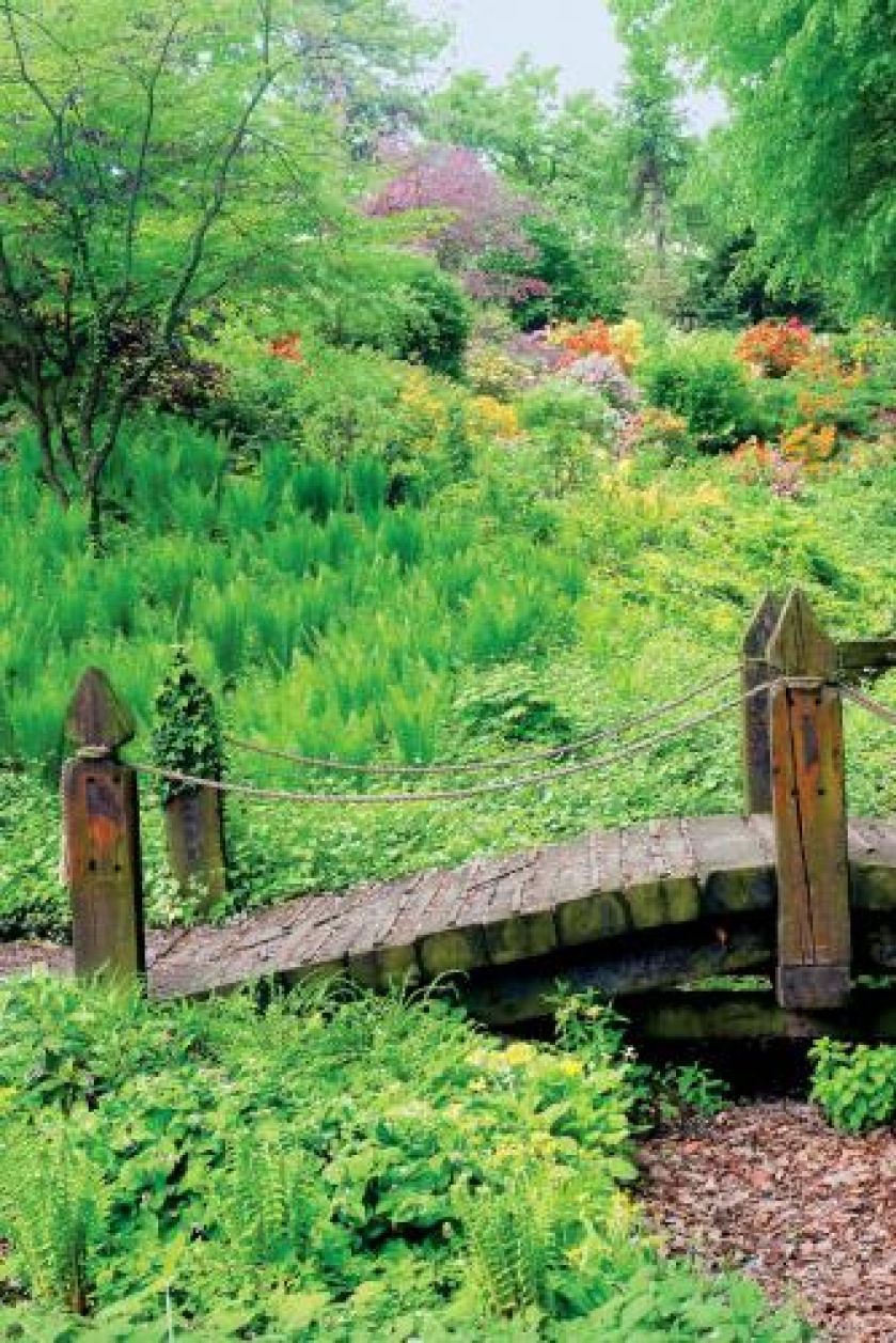 Różaneczniki nie znoszą gołej ziemi, więc dookoła sadzimy bodziszki, paprocie, funkie.