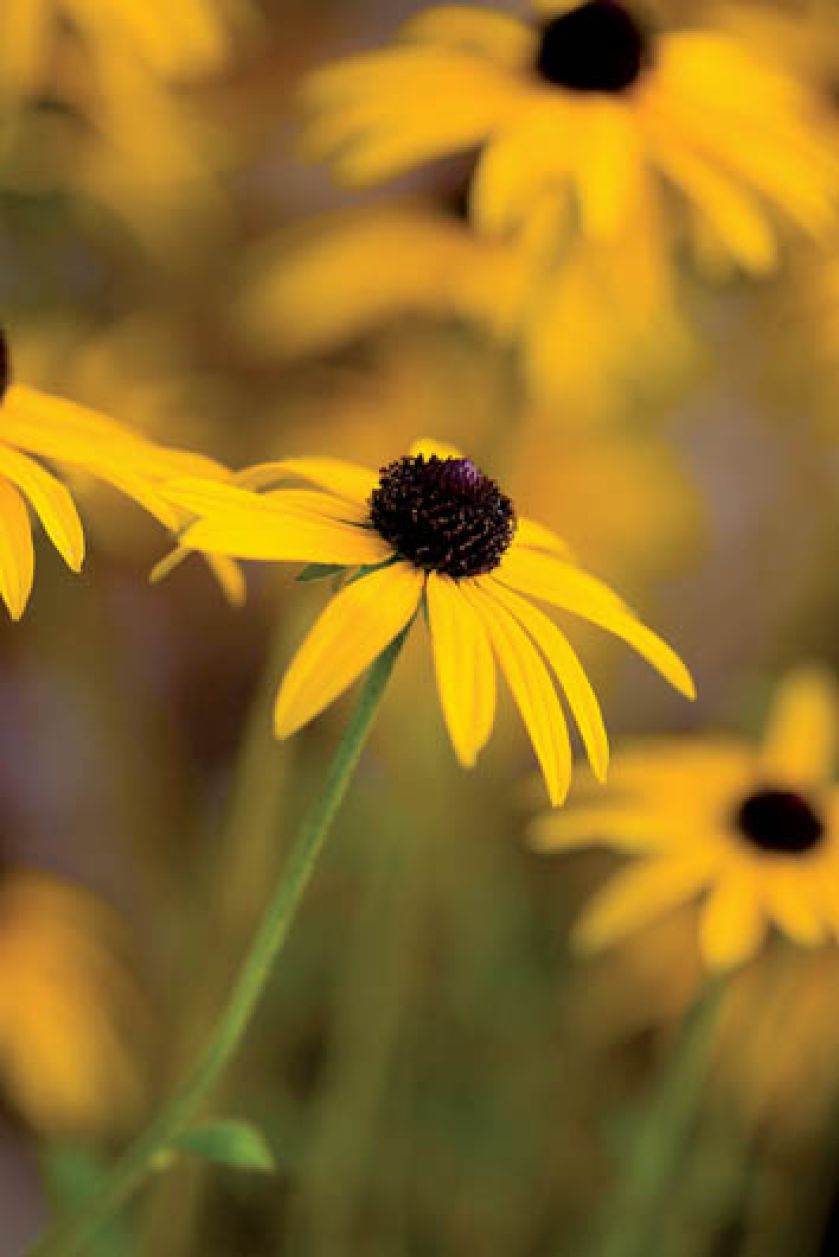 Rudbekia błyskotliwa. Ogród malowany jesienią