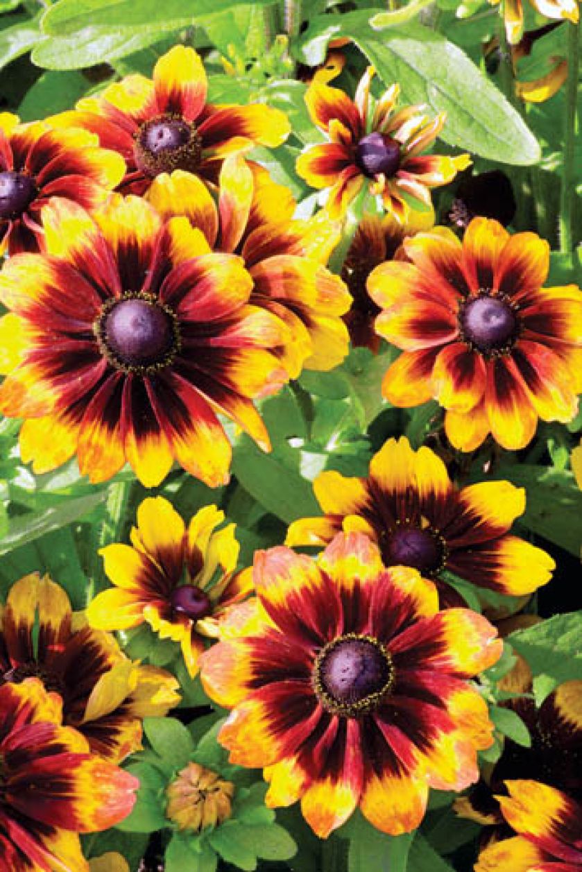 Rudbekia odmiany sadzenie i pielęgnacja