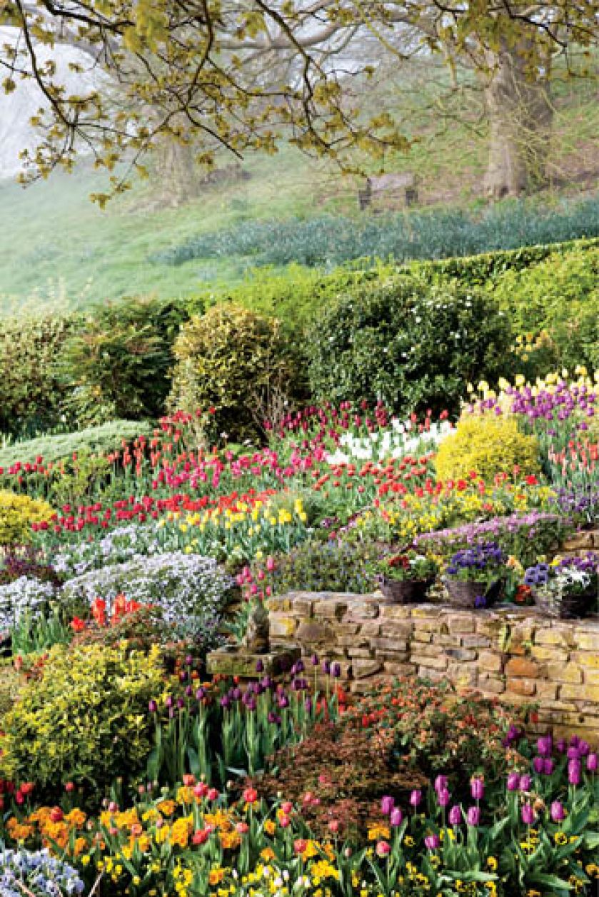 Little Larford - tulipanowy ogród