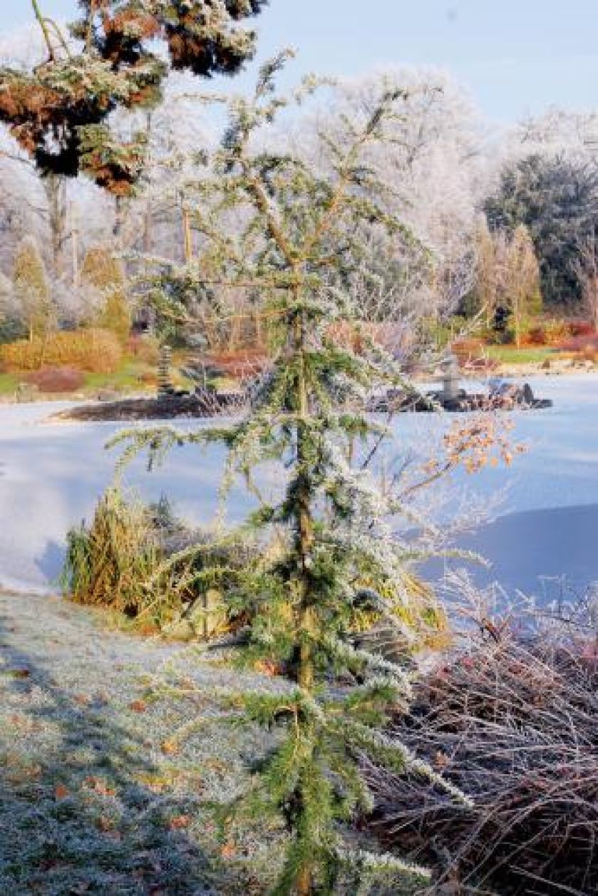 Ten młody cedr za kilkadziesiąt lat będzie czterdziestometrowym gigantem. W tle latarnia kasuga.