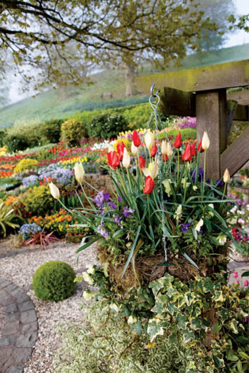 Tulipany i irysy w ziemnej donicy. Wśród tulipanowych pól