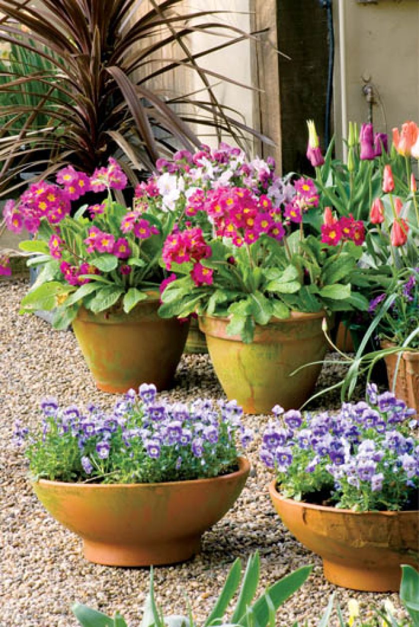 Little Larford - tulipanowy ogród